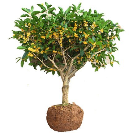桂花树苗花卉盆栽植物室内外庭院地栽丹金桂好养四季开花八月浓香