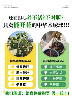 中华木绣球树苗欧洲木秀球斗球盆栽庭院木本风景树大花绣球花花苗