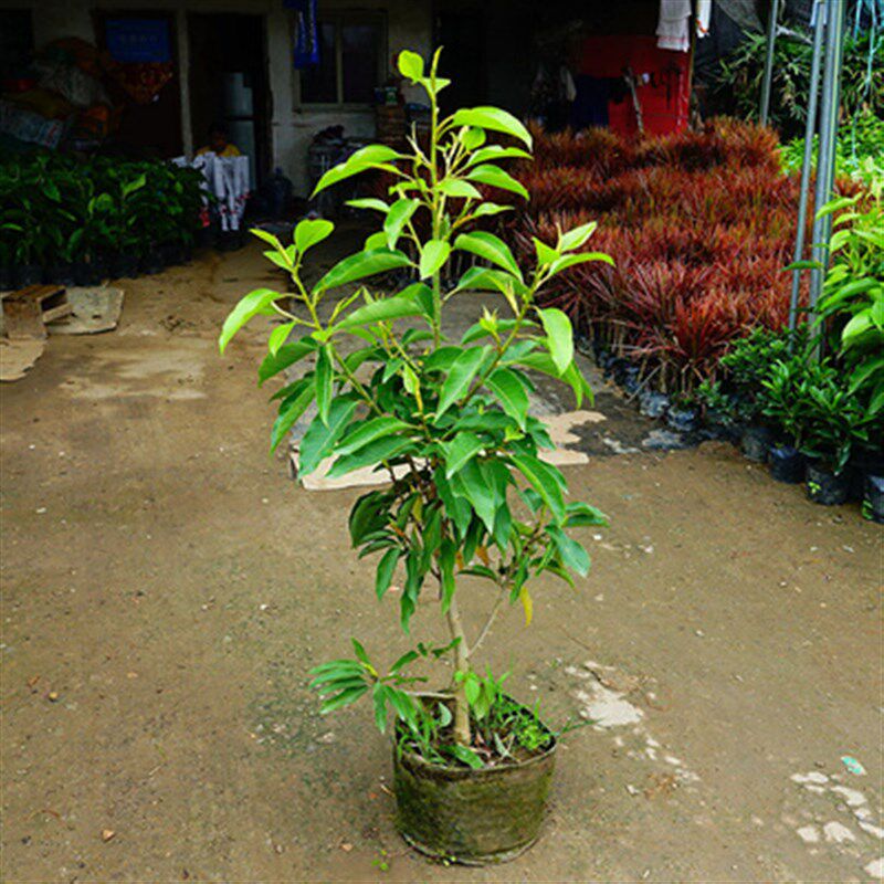 白兰花盆栽花卉植物室内玉兰树苗带花苞四季开花浓香型黄角兰好养