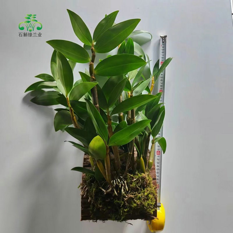 球花石斛兰春夏四季常青室内阳台庭院盆栽观赏绿植物花卉寄生吊兰