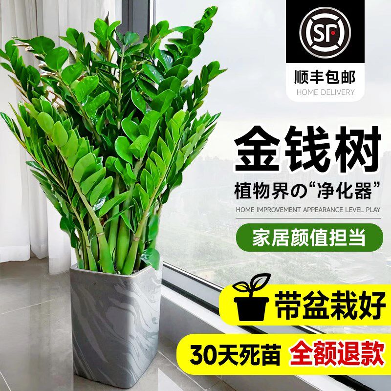 金钱树盆栽客厅大花盆办公室内旺宅树大型绿植物大棵开业乔迁送礼