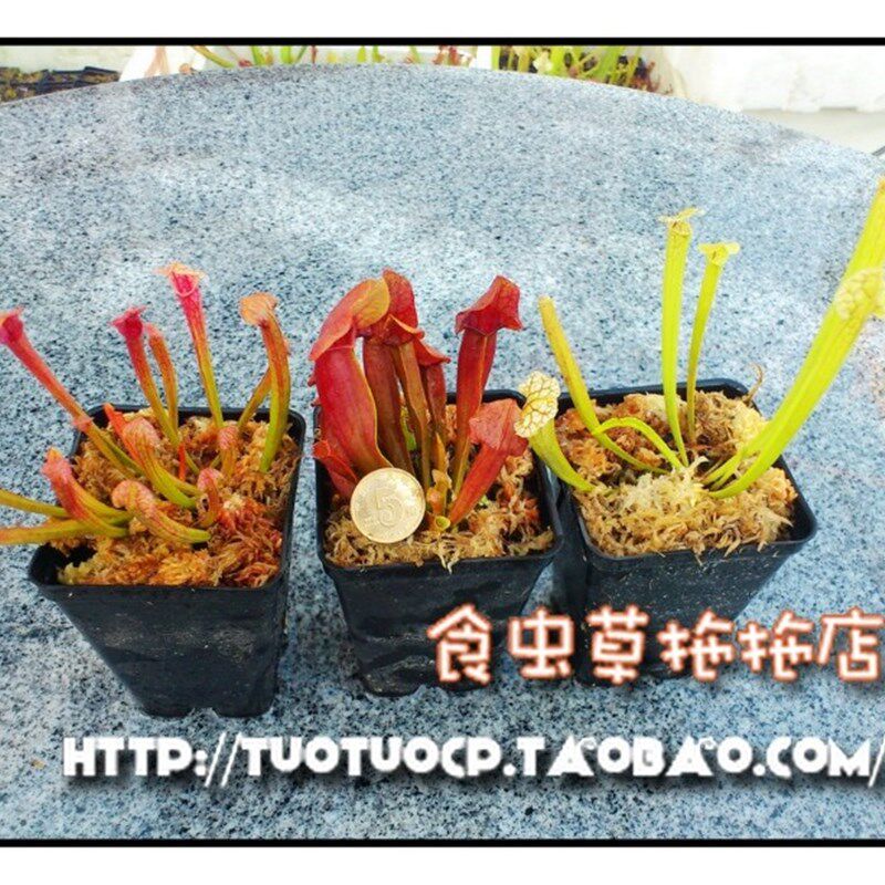 盆栽 食虫植物-瓶子草特惠Celeron套餐,尤其适合北方新手玩家