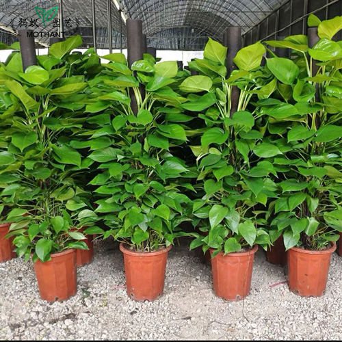 大叶绿萝柱盆栽客厅大绿植办公室前台可租赁净化空气植物观叶好养