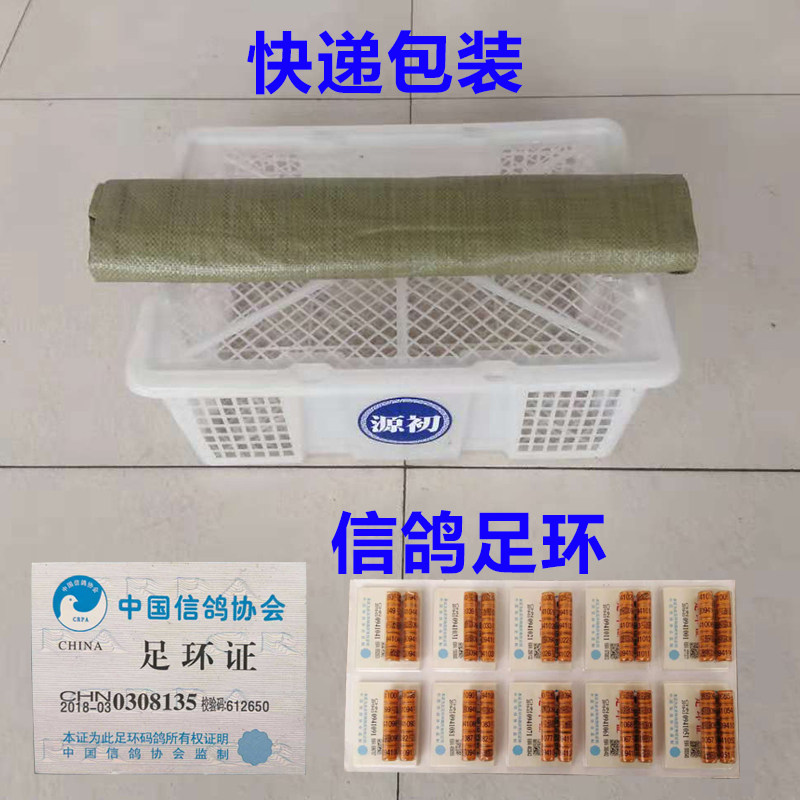 鸽子活体一对信鸽天落鸟幼鸽青年纯黑成年种鸽成绩鸽赛鸽原配活体