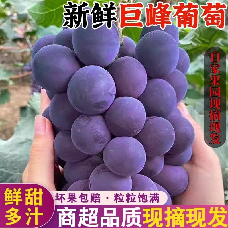 新鲜巨峰葡萄现摘现发大粒鲜甜多汁粒粒饱满商超品质整箱送礼