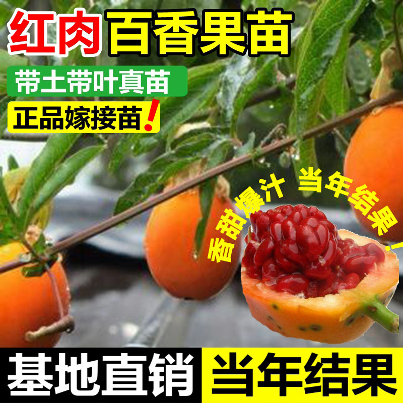 红肉百香果嫁接树苗四季不断结果黄金百香果树苗南方北方种植盆栽
