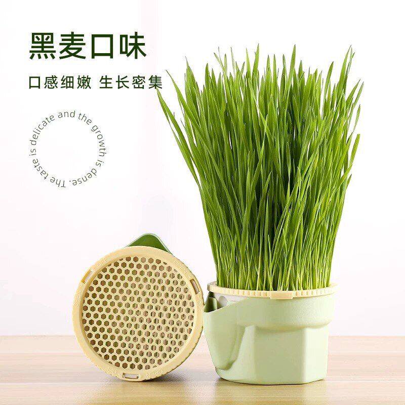 无土盆栽猫咪草水培猫排毛球草