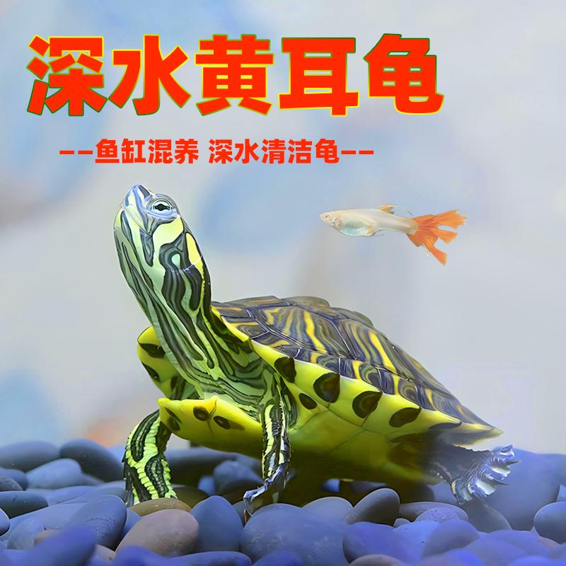 深水黄耳龟鱼缸混养冷水小乌龟活物适合家养的淡水宠物观赏吃粪龟
