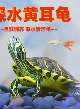 深水黄耳龟鱼缸混养冷水小乌龟活物适合家养的淡水宠物观赏吃粪龟