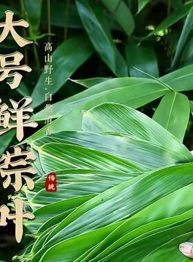 粽子叶大叶包粽子粽叶大号棕叶子新鲜粽叶天然野生