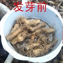速发三七种植苗材三七苗云南文山土田七苗种根树三七盆栽根茎