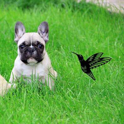 极速Bird placement in rural areas, Egarden, courtyard, bird