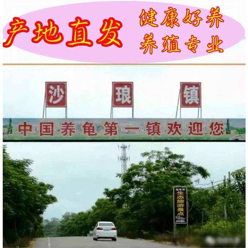 极速北美小鳄龟苗淡水q小乌龟宠物观赏招财儿童暴刺纯佛杂佛鳄龟,宠物/宠物食品及用品,龟/鳖,淘宝优惠券,粉丝福利购,淘宝优惠卷