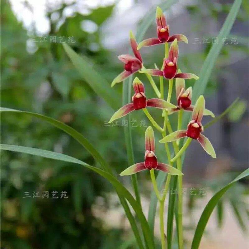 建兰大国魂墨宝兰花赤诚贵妃醉酒暮山紫名贵兰花室内客厅阳台花卉