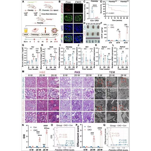 WGCNA模块基因分析  生信SCI TCGA/GEO数据库挖掘 医学科研服务