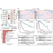 生信分析基因蛋白质测序数据分析差异分析富集分析R语言Python