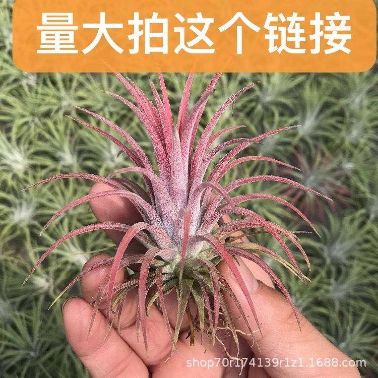 空气凤梨鲁普拉精灵室内盆栽花卉桌面植物办公室绿植