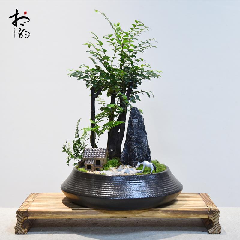 小叶紫檀盆景树桩君子兰盆栽绿植办公客厅微景观植物送礼四季常青