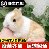 兔子活物长不大迷你侏儒猫猫兔荷兰垂耳小兔活体幼崽家养宿舍宠物