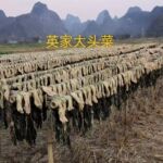 英家大头菜咸菜农家小叶干新鲜广西贺州钟山特产农家腌制自下饭菜