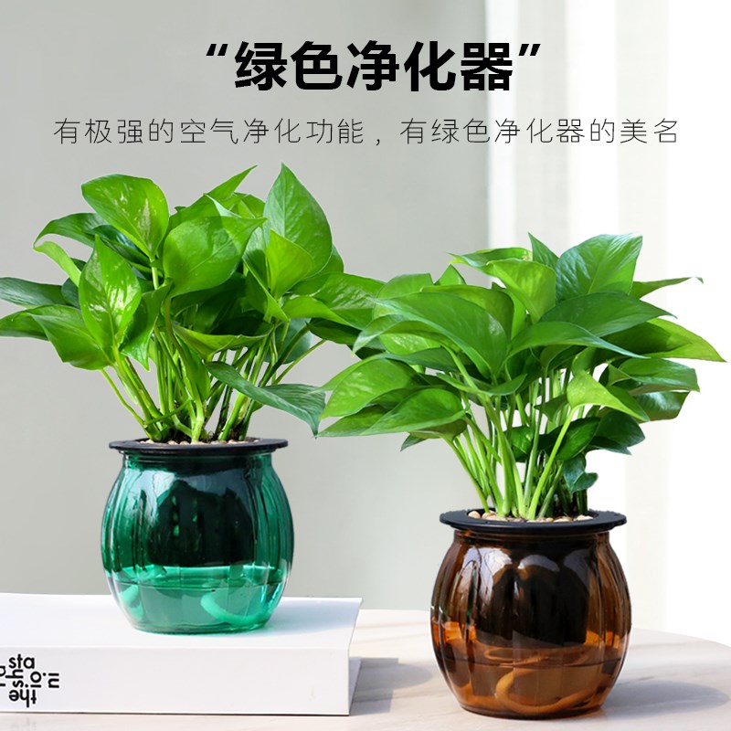 绿萝盆栽植物玻璃水培植物办公室净化空气小盆栽桌面四季好养植物