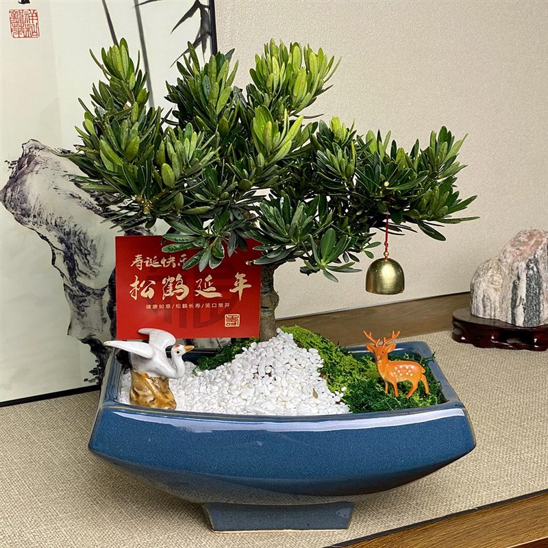 罗汉松盆景不老松树盆栽招财绿植旺宅室内植物乔迁开业送长辈高端