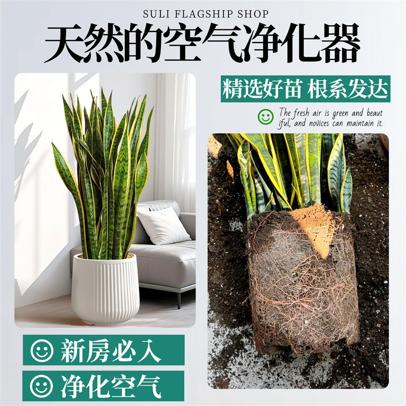 金边虎皮兰花卉绿植室内盆栽四季好养净化空气办公室客厅大型植物