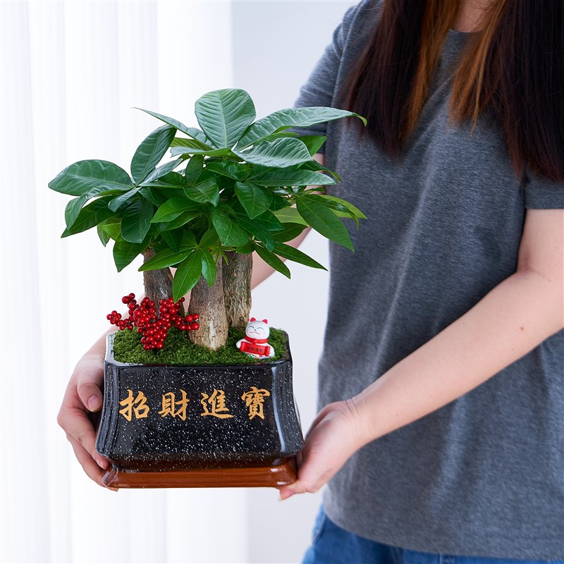 发财树盆栽室内植物大棵客厅招财植物前台绿植乔迁开业送礼盆景