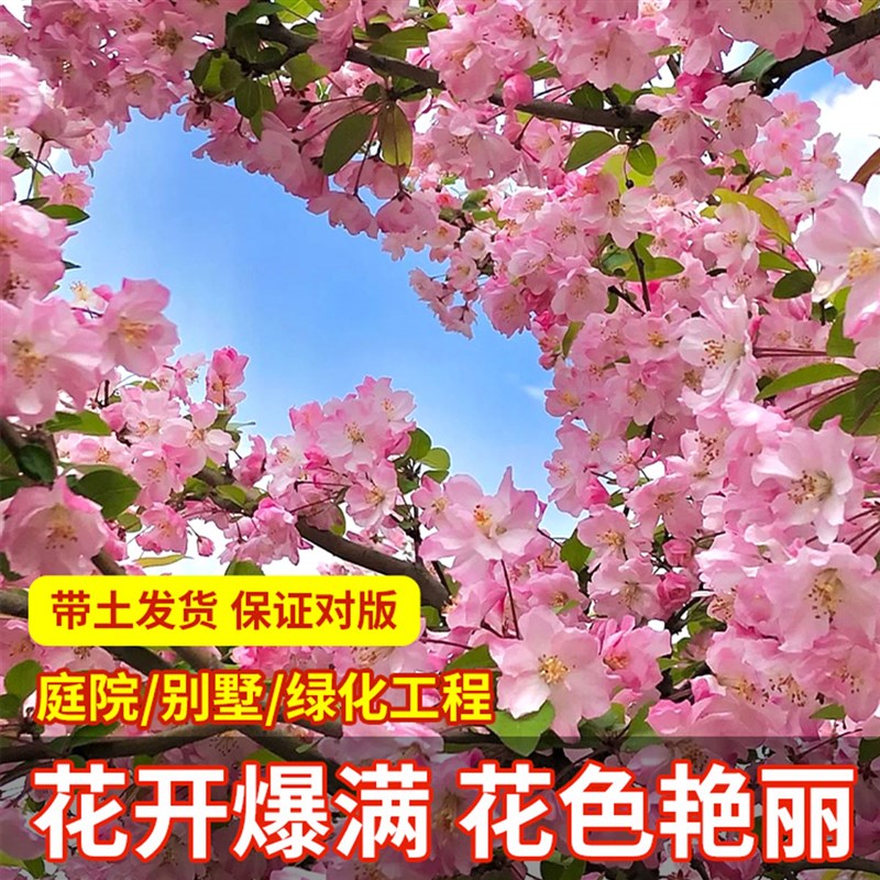 高杆海棠花树苗垂丝西府海棠花卉植物盆栽庭院地栽耐寒耐冻风景树