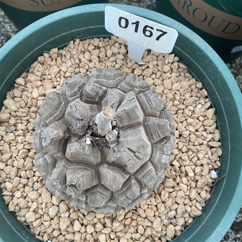 南非龟甲龙 两百元以上 多颗供君选择 块根 多肉植物 盆栽 观赏