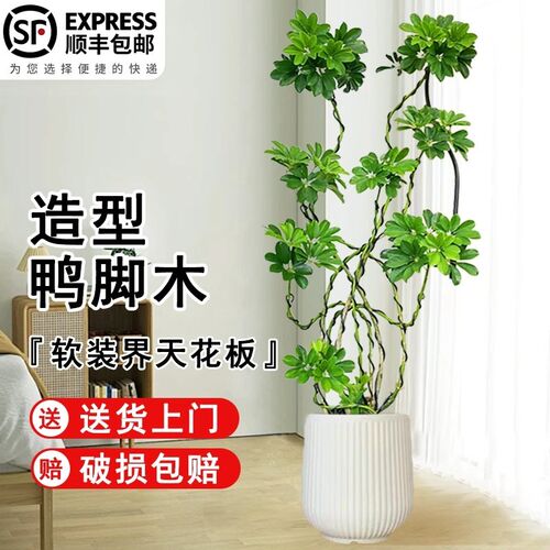 造型鸭脚木客厅大盆栽鸭掌木鹅掌柴室内乔迁绿植植物大型落地四季