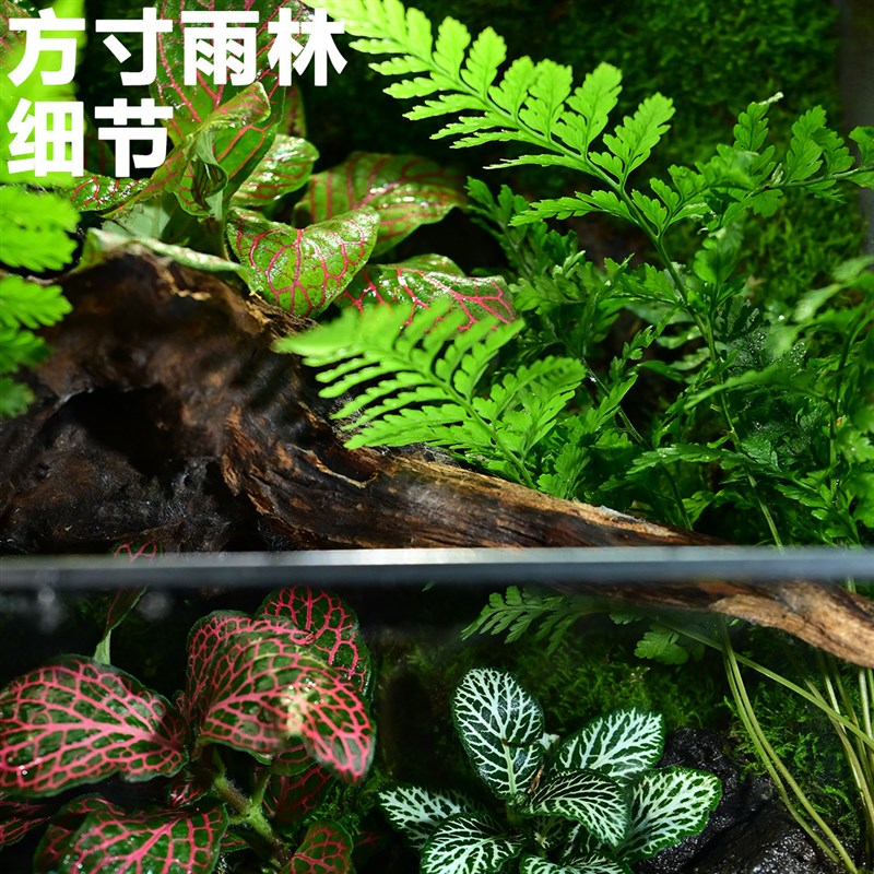 青苔苔藓微景观迷你辣椒蟹乌龟角蛙鱼桌面生态缸雨林缸植物造景