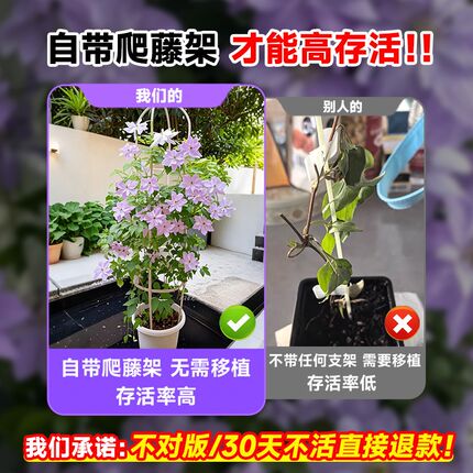 乌托邦铁线莲特大苗带花苞爬藤植物庭院阳台银币花卉盆栽四季好养