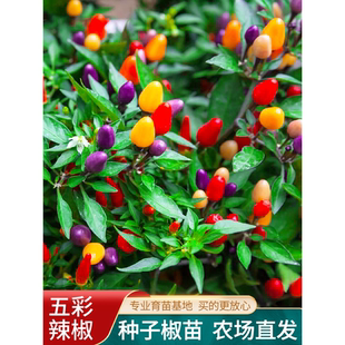 朝天椒辣椒種孑蔬菜種苗小米盆栽南方 五彩椒種子七彩辣椒種籽四季