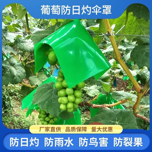 葡萄伞罩遮阳罩专用袋阳光玫瑰伞帽防晒防日灼防雨水防裂果伞袋