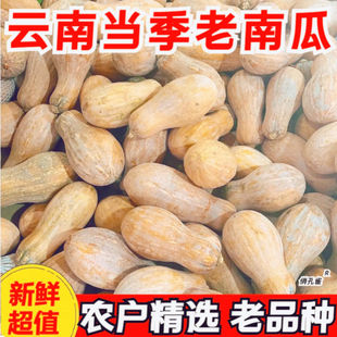 云南正宗老南瓜新鲜农家自种宝宝辅食甜南瓜板栗蔬菜批发 抢购