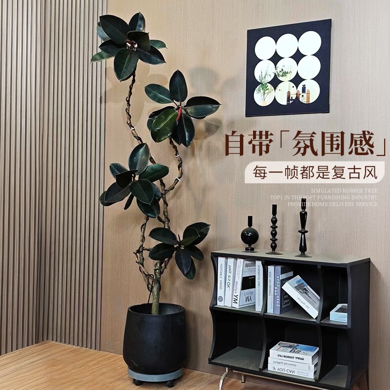 黑金刚橡皮树客厅大盆栽老桩室内大型真树绿植好养办公室植物摆件