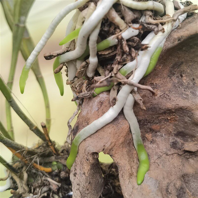 兰花石斛苗花卉清仓组合套餐盆栽附生兰微景植物景观造景新手易活