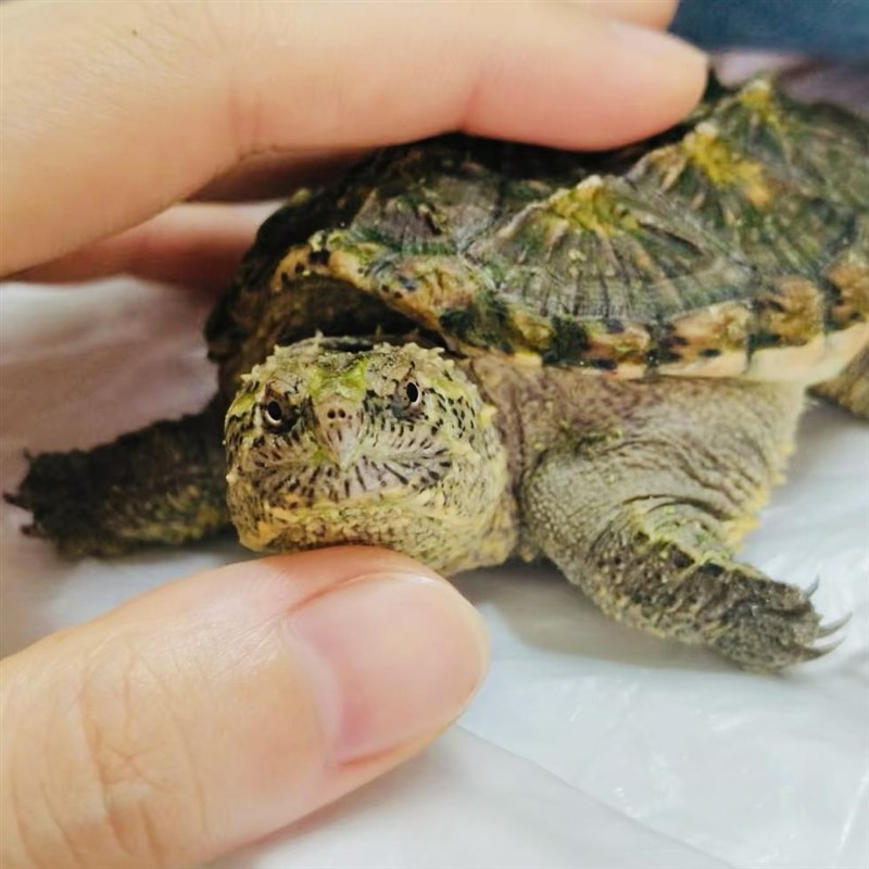 可以长大鳄龟活物真鳄北美小鳄龟中美拟暴刺纯杂佛宠物乌龟幼苗