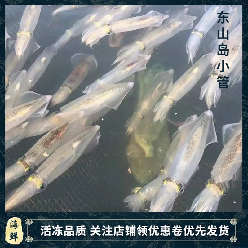 东山岛本港灯光照鲜活活冻小管冷冻笔直水产海鲜三盒包邮冰鲜鱿鱼
