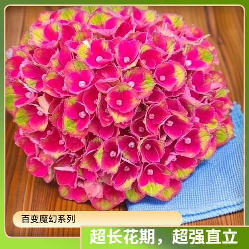 【无尽夏绣球】精品露天苗大花绣球地栽盆栽别墅庭院工程款
