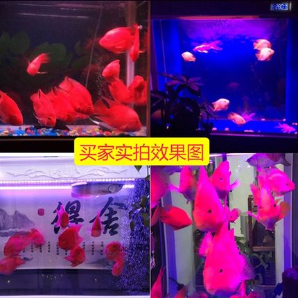 鱼缸超亮LED潜水灯遥控变色鱼缸防水灯管水族箱鹦鹉龙鱼罗汉鱼灯