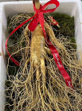 【顺丰空运】东北长白山新鲜人参泡酒大颗人参老参送礼参高龄参