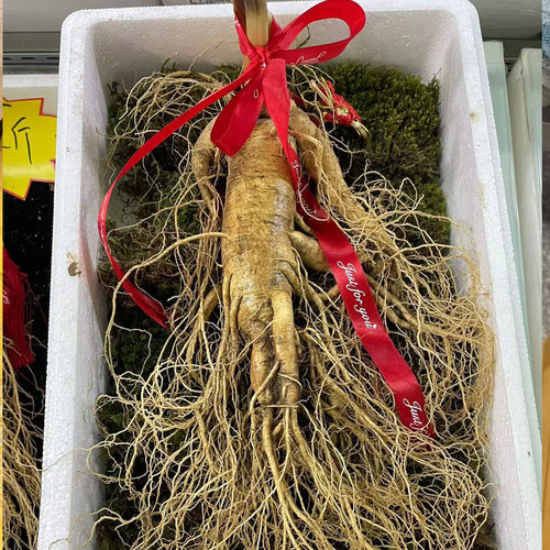 大根长白山人参精品大货新鲜发货
