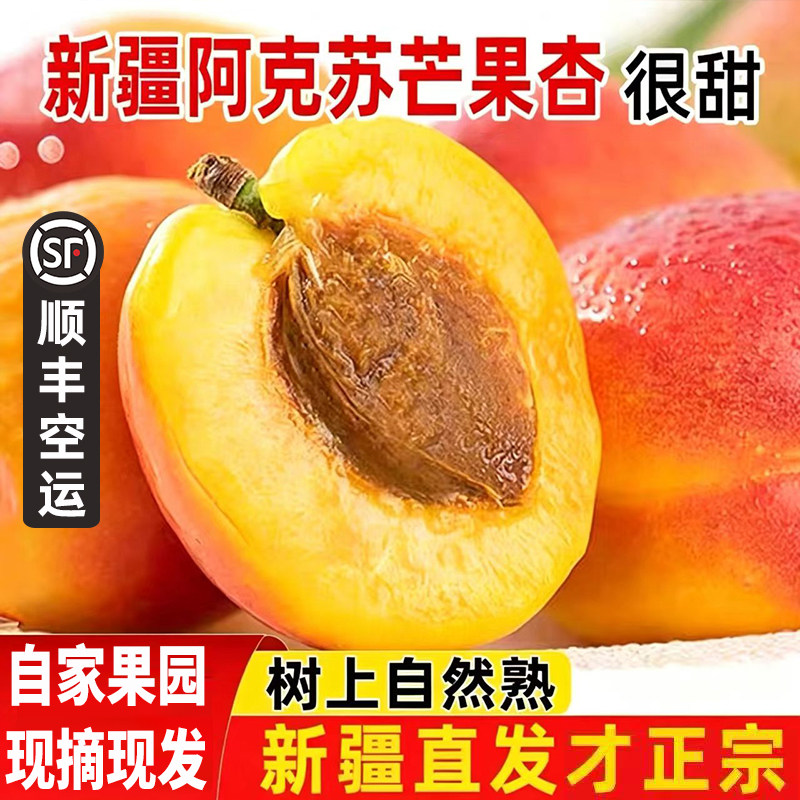 正宗新疆阿克苏芒果杏吊干红杏应当季新鲜水果杏子特产油杏包邮
