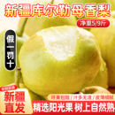 包邮 正宗新疆库尔勒香梨应当季 新鲜水果精选特级全母梨子9斤整箱