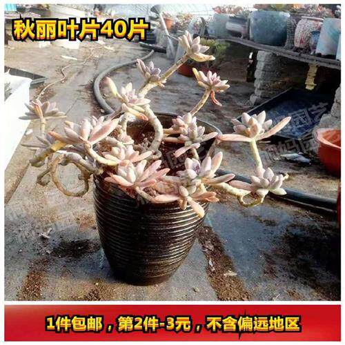 极速多肉叶片叶子繁殖艾伦马库斯秋黄丽I红粉佳人阿伦培淡雪姬胧