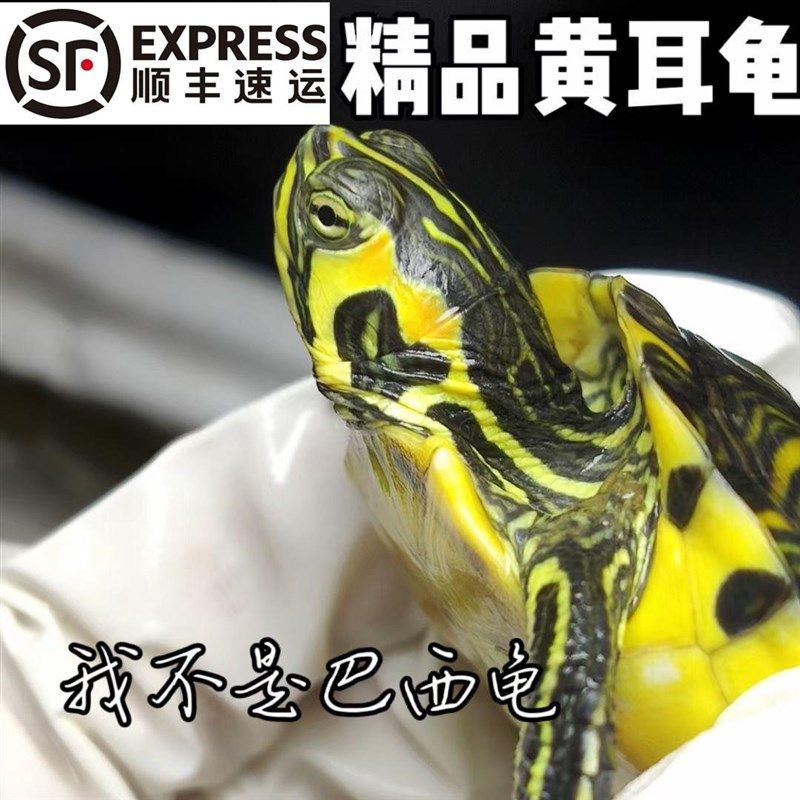 极速深水黄耳g龟长寿冷水鱼缸混养长寿龟小乌龟活物稀有小宠物龟,宠物/宠物食品及用品,龟/鳖,淘宝优惠券,粉丝福利购,淘宝优惠卷