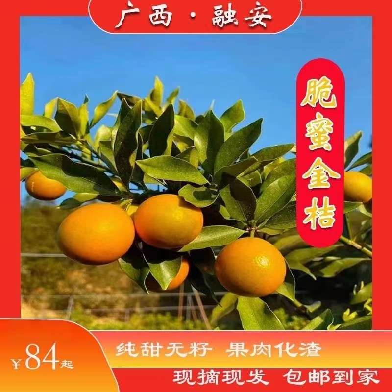 纯甜多汁无籽广西融安脆蜜金桔