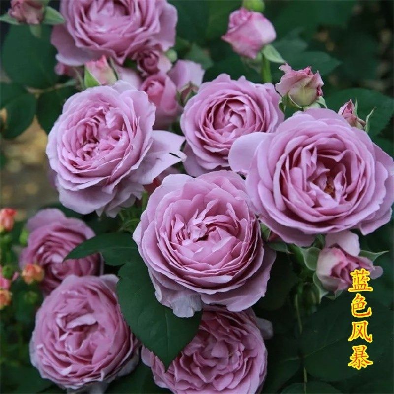 新品灌木月季盆栽果汁阳台母本大苗多季勤开多头包子耐寒耐热易养